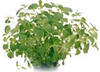 Oregano 